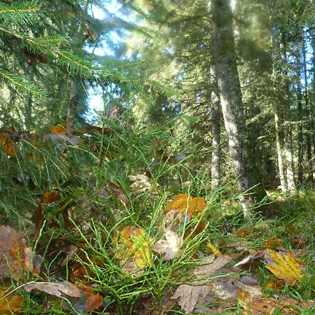 Domaine Des Hauts Viaux * La Bresse