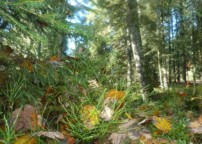 Domaine Des Hauts Viaux * 拉布雷斯